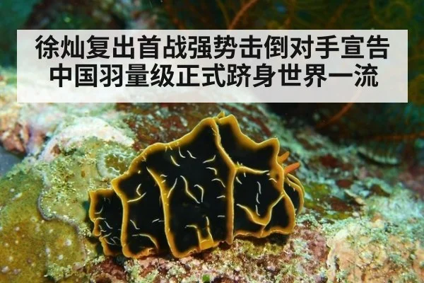 徐灿复出首战强势击倒对手宣告中国羽量级正式跻身世界一流